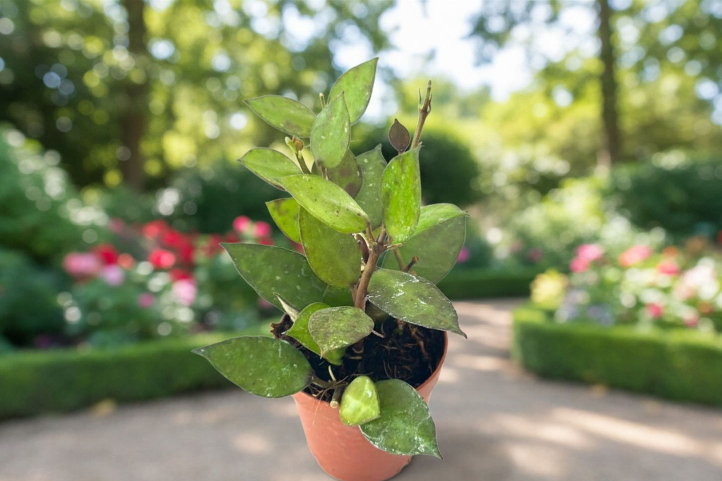 Hoya Krohniana Black Live Plant, 2-Inch Pot, Rare Dark Foliage Indoor Houseplant, Trailing Vining Tropical Plant