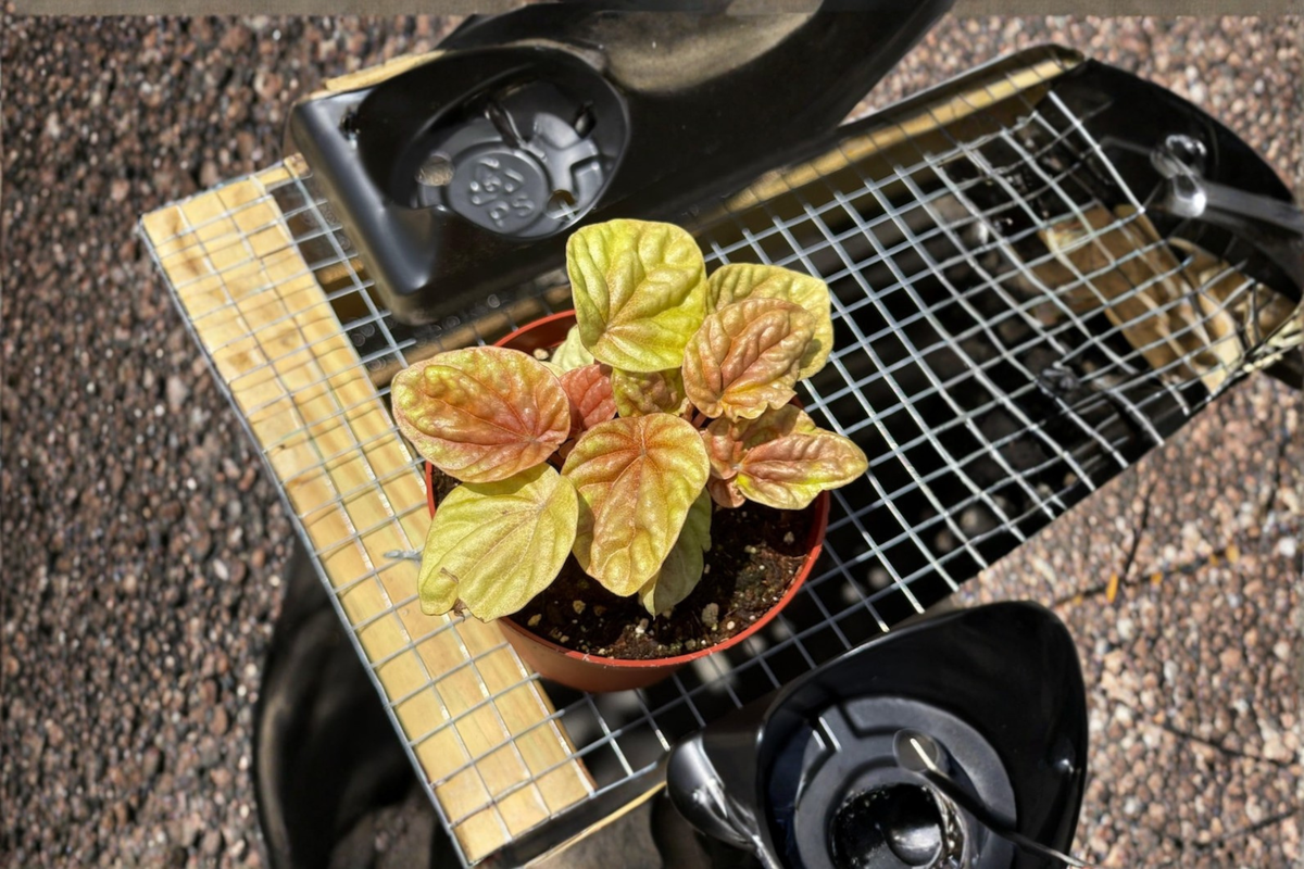 Peperomia Quito Live Plant – Variegated Tropical Houseplant, Compact Foliage, Indoor Starter, Unique Gift