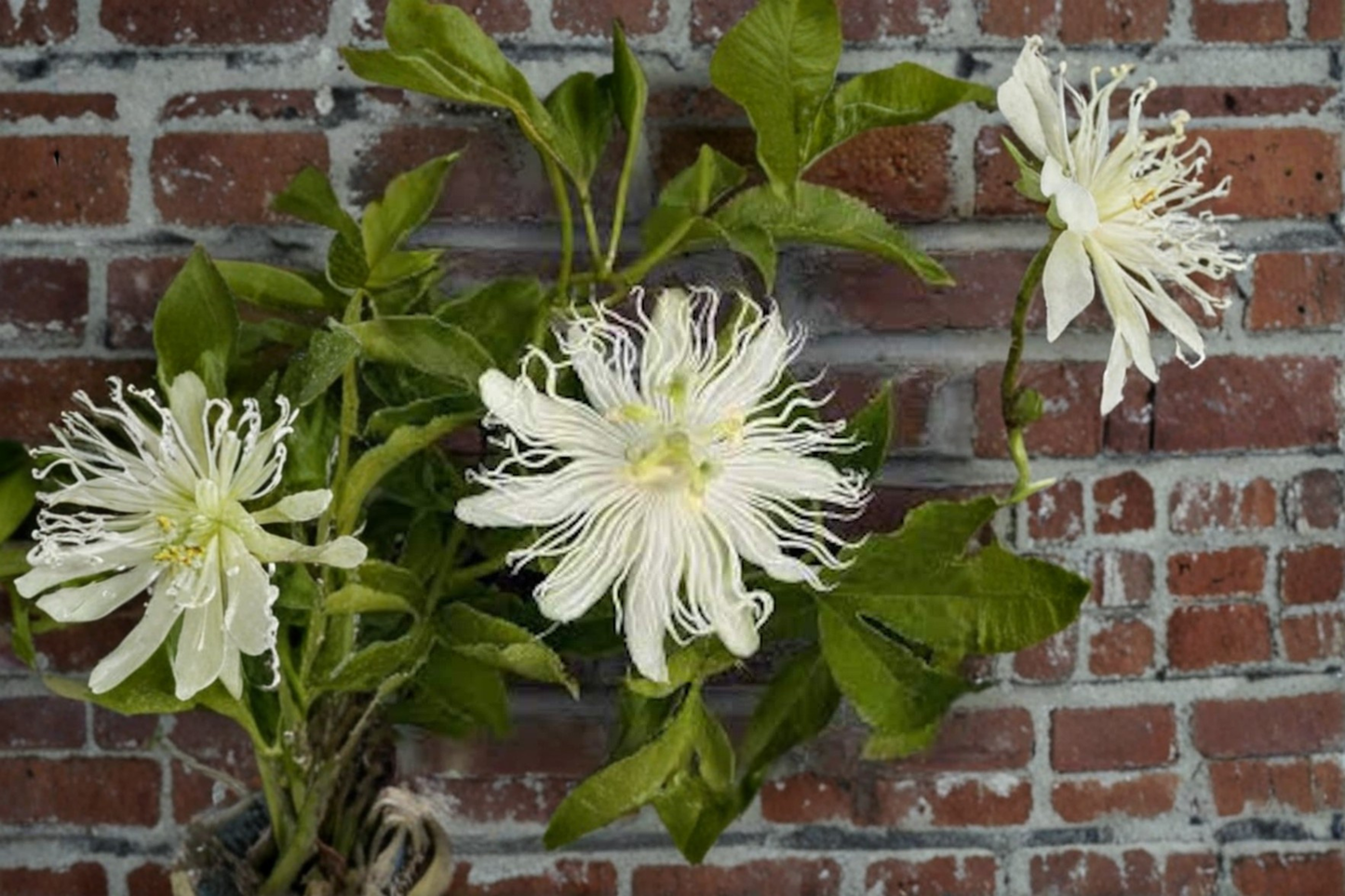 Snowpop Passion Flower Live Plant, White Flowering Climbing Vine, Passiflora incarnata, Garden Trellis & Landscape Vine