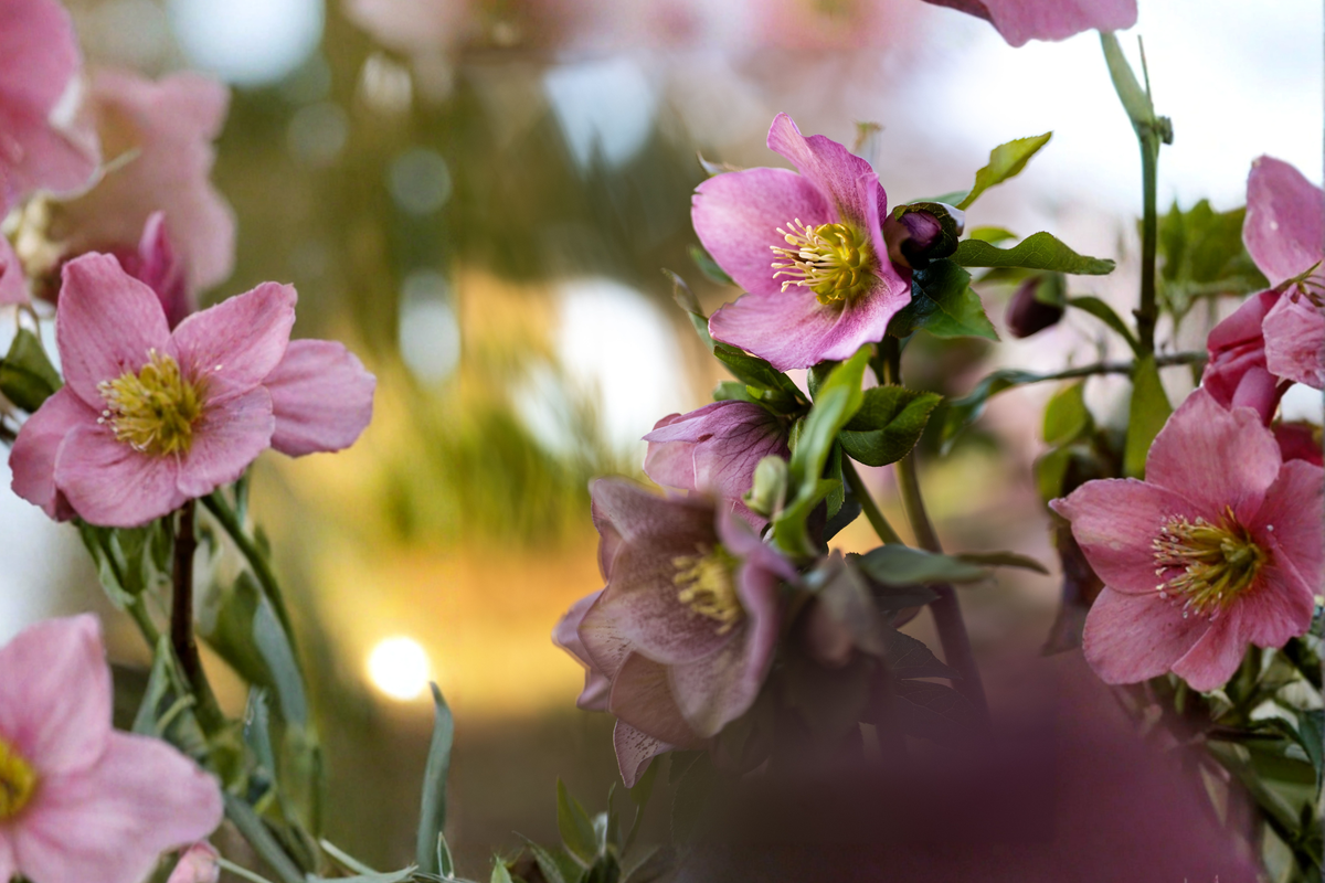 15 Live Lenten Rose Starter Plants 2-3 Inch Tall - Helleborus spp.
