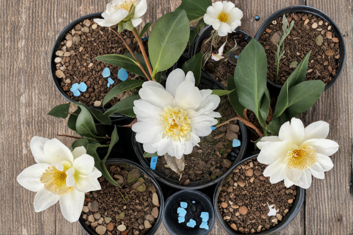 Cold Hardy Camellia Snow Flurry 1 Gallon Live Plant – White Flowers, Evergreen Shrub, Zone 6, Shade Tolerant