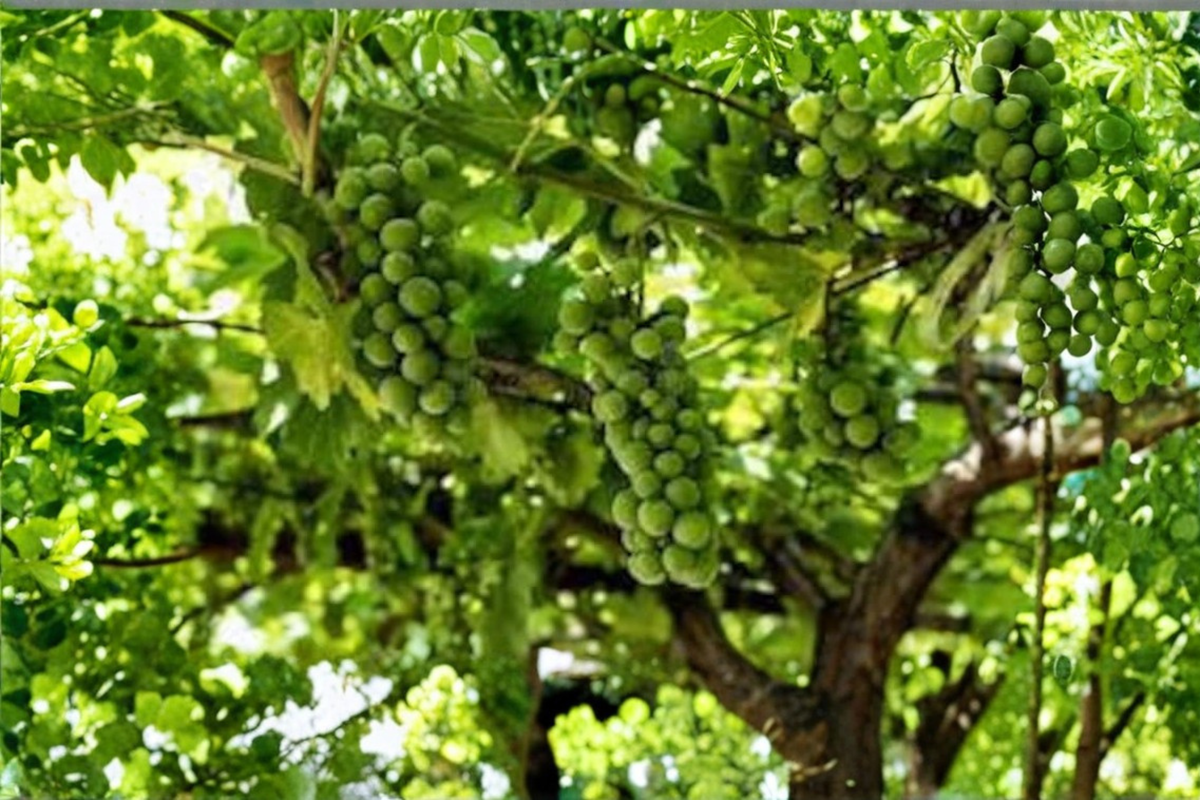 Live Monastery Muscat Grape Vine – White Seedless Fruit, Climbing Vine for Garden Trellis & Orchard, Vitis vinifera