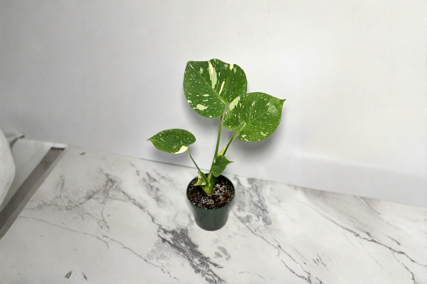 Monstera Thai Constellation Live Plant, 4-Inch Rooted Variegated Indoor Houseplant, Tropical Monstera deliciosa 'Thai Constellation'