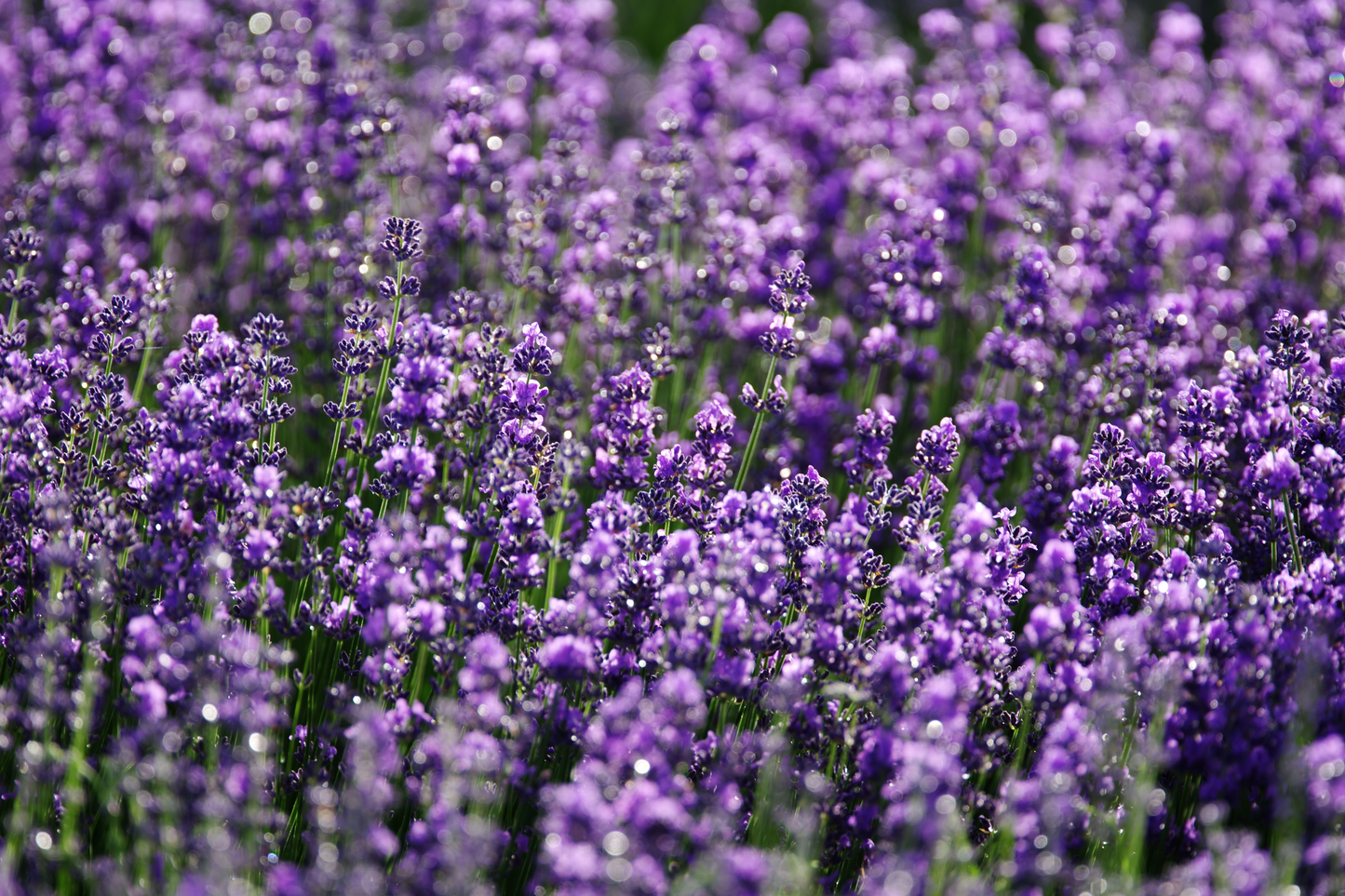 Phenomenal Lavender Live Starter Plant – Lavandula × intermedia 'Phenomenal' Plug Size