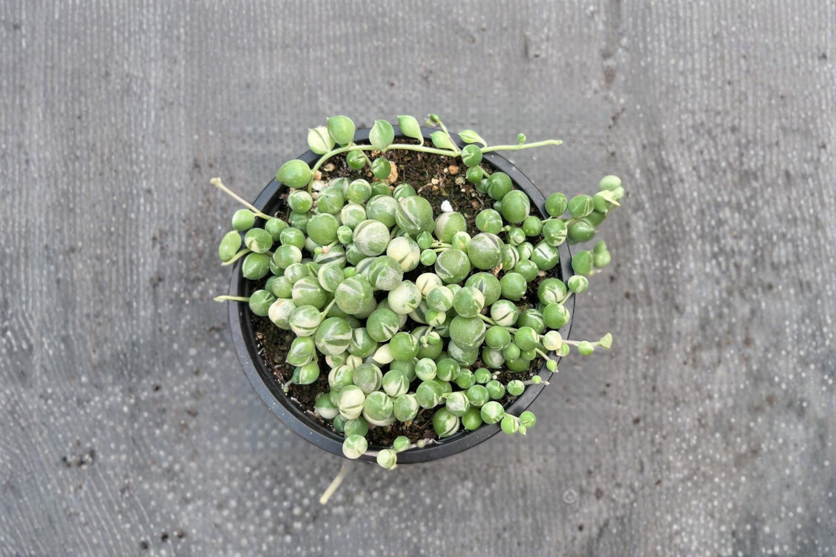 Variegated String of Pearls Succulent Plant – Trailing Houseplant in 2-Inch Pot for Indoor Outdoor Hanging Decor