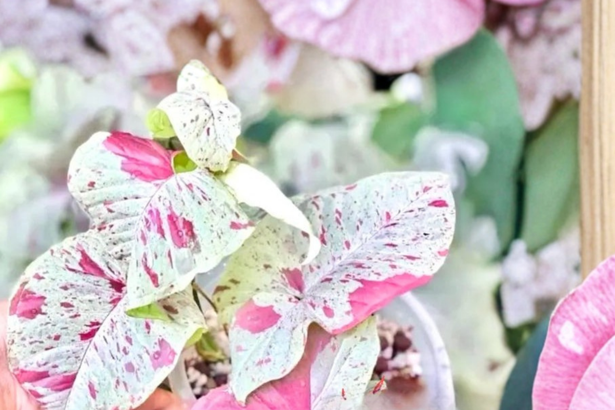 Syngonium Milk Confetti Live Plant, 2-Inch Pot, Rare Tropical Arrowhead Houseplant, Variegated Pink Green Foliage