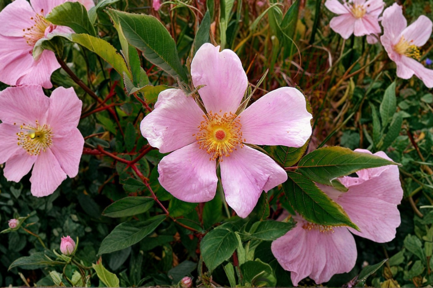 Virginia Rose Native Plant 2 Gallon Pink Flowering Shrub Rosa virginiana for Garden Landscape