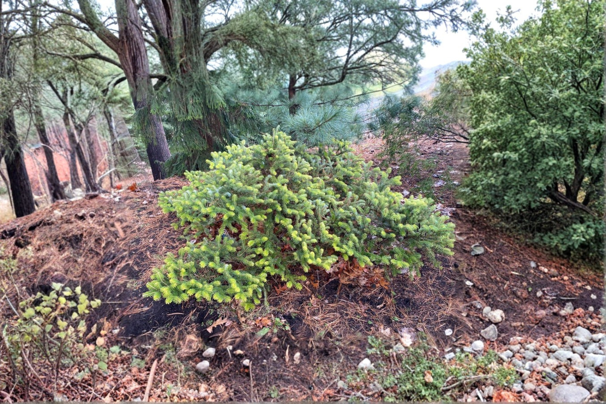 Golden Korean Fir Live Plant, 1 Gallon Pot, Abies koreana ‘Aurea’ Evergreen Tree, Compact Ornamental Conifer
