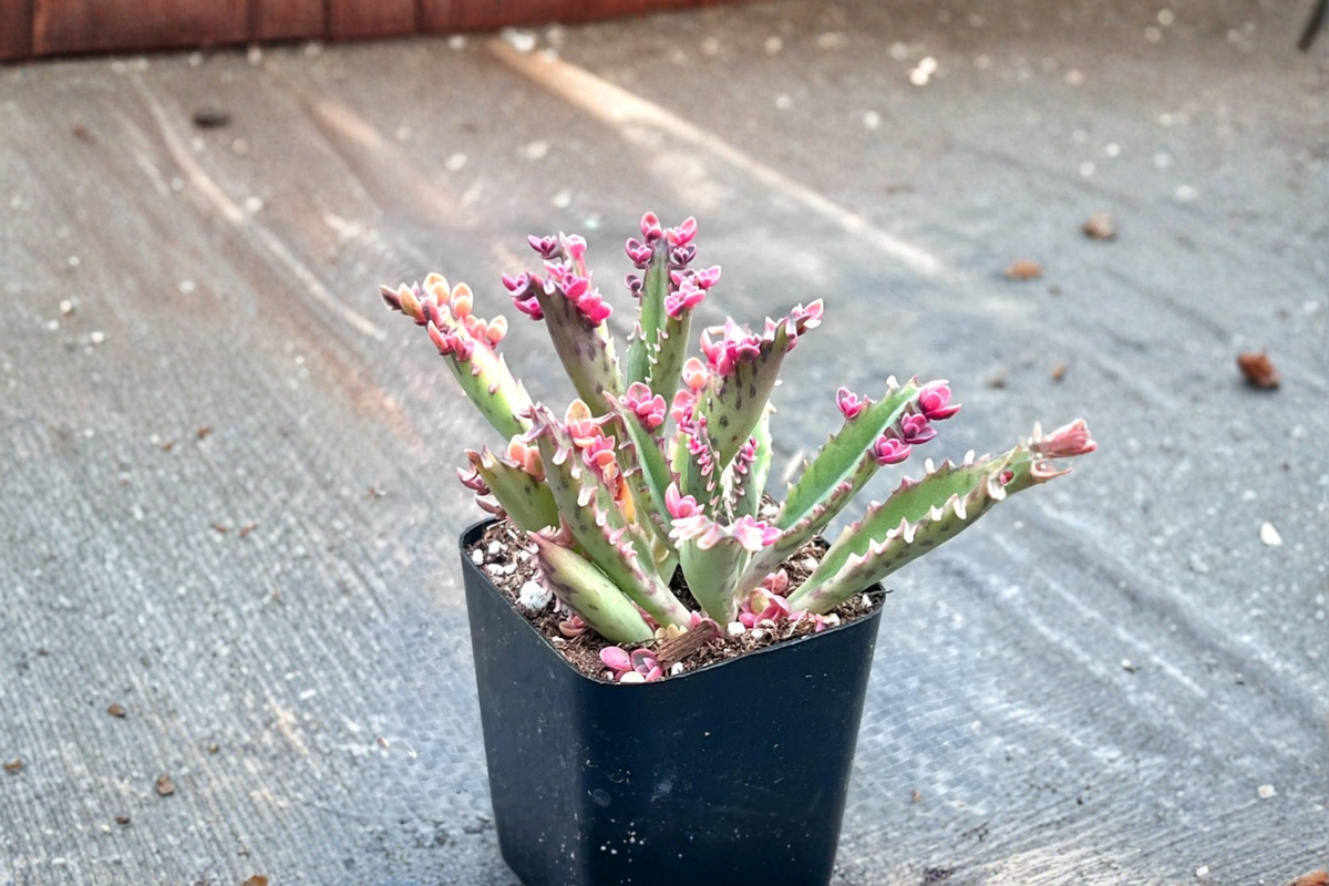 Kalanchoe Pink Butterflies Live Plant – Rare Succulent Indoor Houseplant, Rooted Starter, Pink Foliage, Bright Light, Decorative Succulent