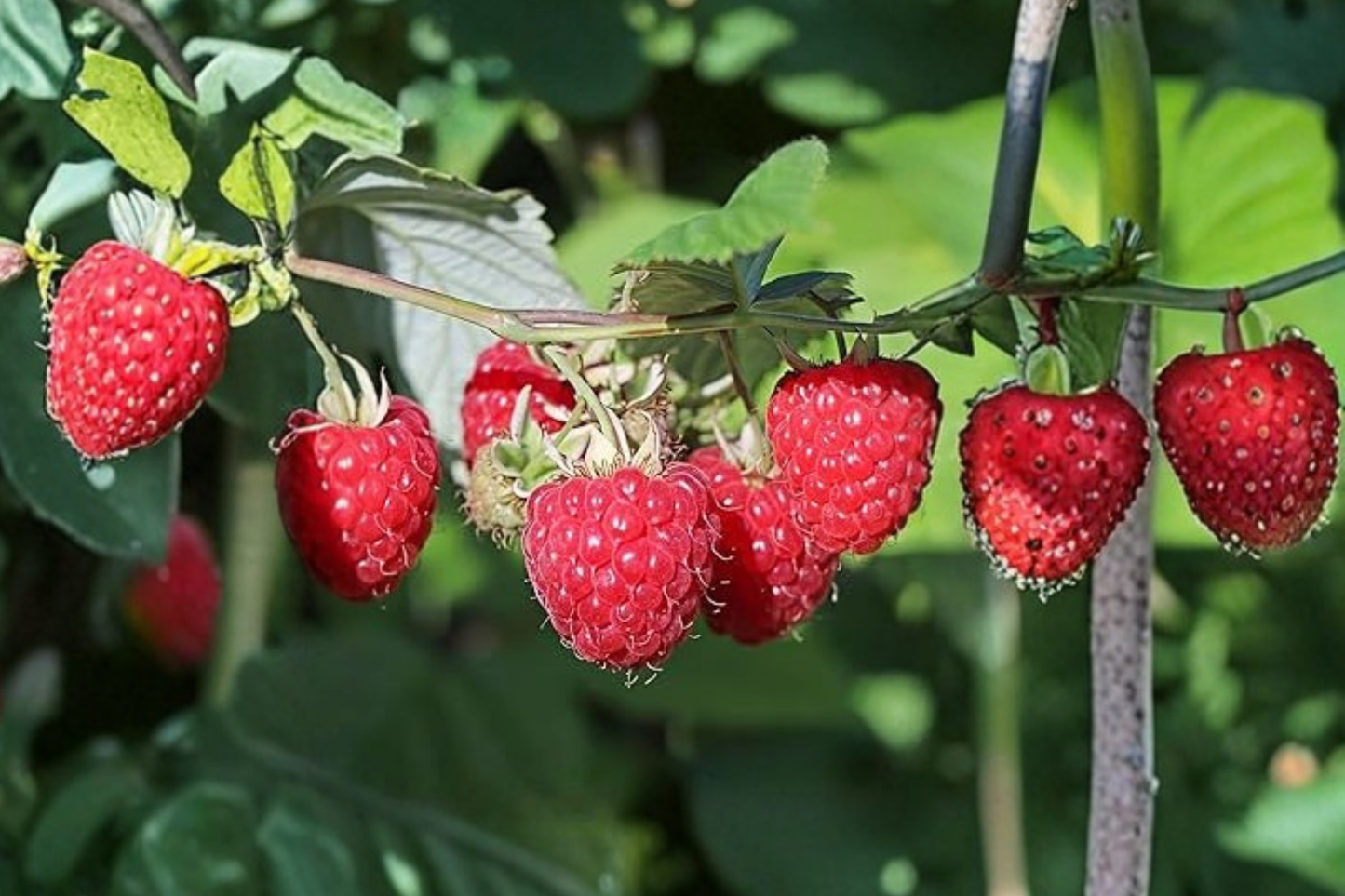 Jumbo Raspberry Seeds – Rubus idaeus, Red Berry Plant for Outdoor Garden & Container Growing, 30 Seeds