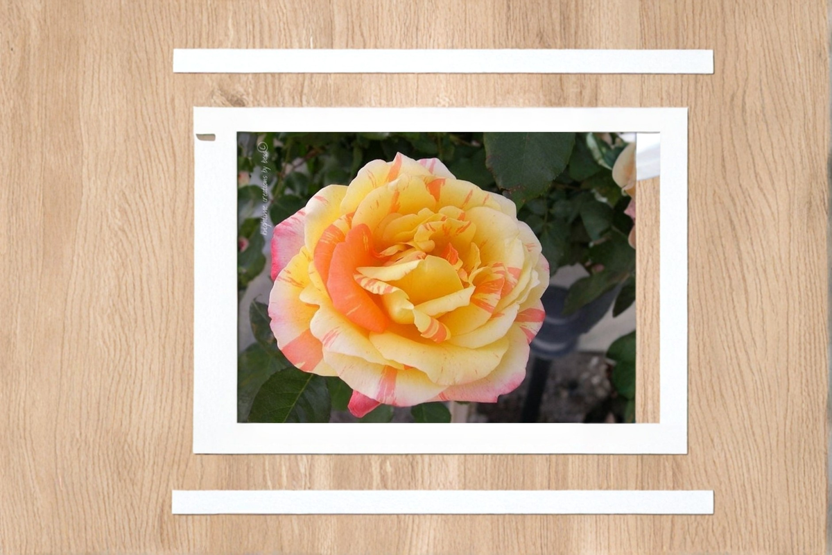 Yellow and Pink Rose Seeds – Rare Two-Tone Flowering Rose Variety, 20 Seeds, Ornamental Garden Planting Seed Pack
