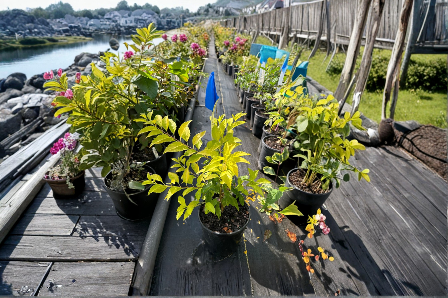 Gold Leaf Forsythia Live Plant 1 Gallon, Forsythia viridissima, Yellow Foliage, Spring Blooms, Deciduous Shrub for Garden Landscape