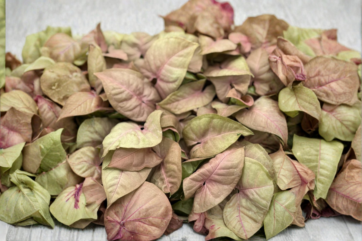 Syngonium Neon Pink Live Plant, Rare Pink Arrowhead Tropical Houseplant in 2-Inch Pot