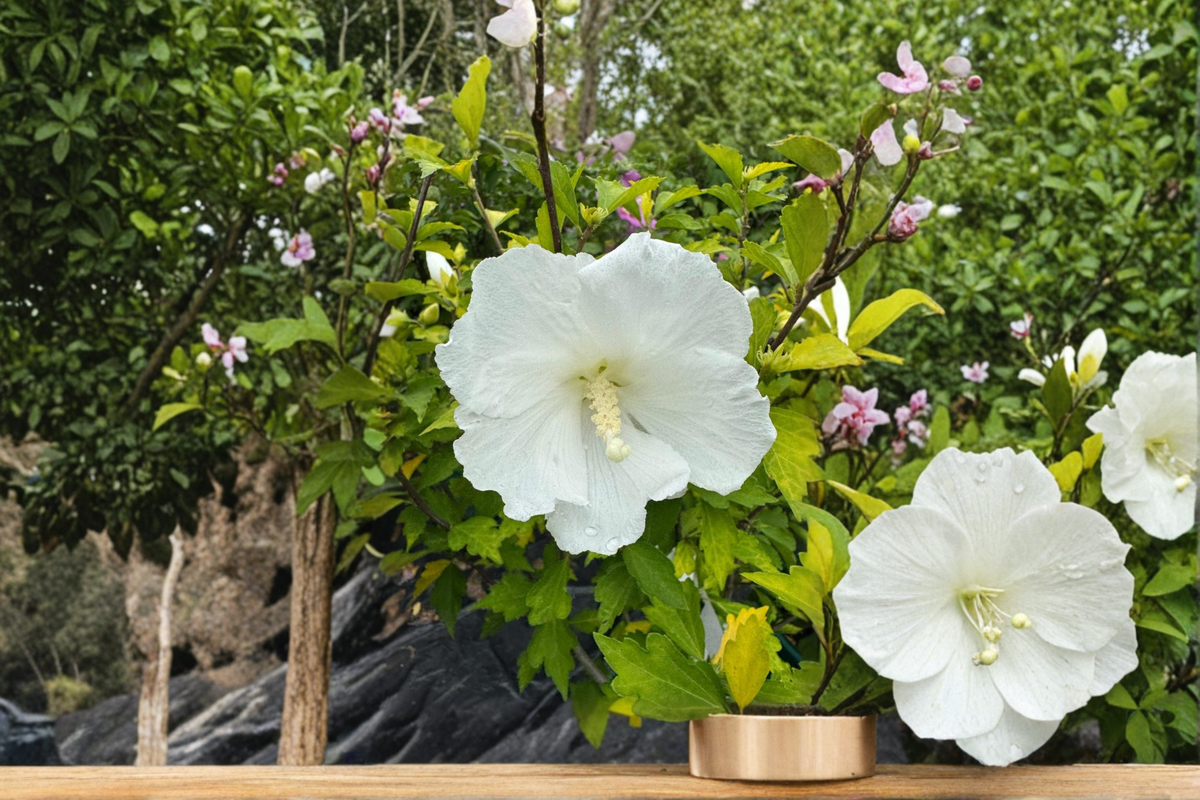 Diana Rose of Sharon Live Plant 2 Gallon Pot White Hibiscus Shrub Summer Bloom Garden Landscape