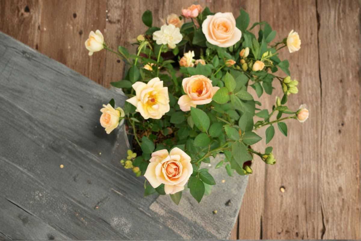 Peach Apricot Yellow Rose Plant – Live 1-Gallon Mini Rose Bush for Garden, Container, Flowering Shrub, Rosa spp.