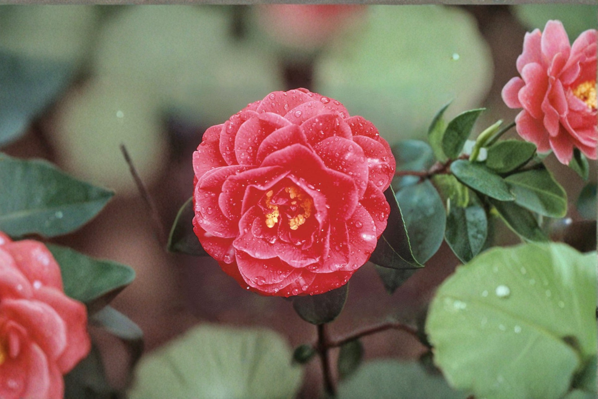 Japanese Camellia ‘Lady Laura Red’ Live Plant – 1 Gallon Evergreen Flowering Shrub, Camellia japonica, Red Blooms