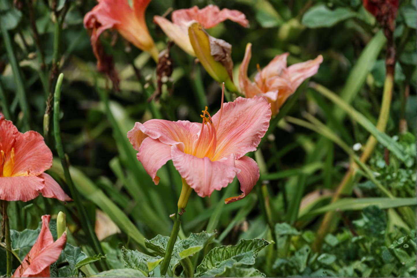 Rosy Returns Daylily Live Plants – 3 Rooted Starters in 1 Qt Pots, Pink Blooming Perennial, Hemerocallis 'Rosy Returns'