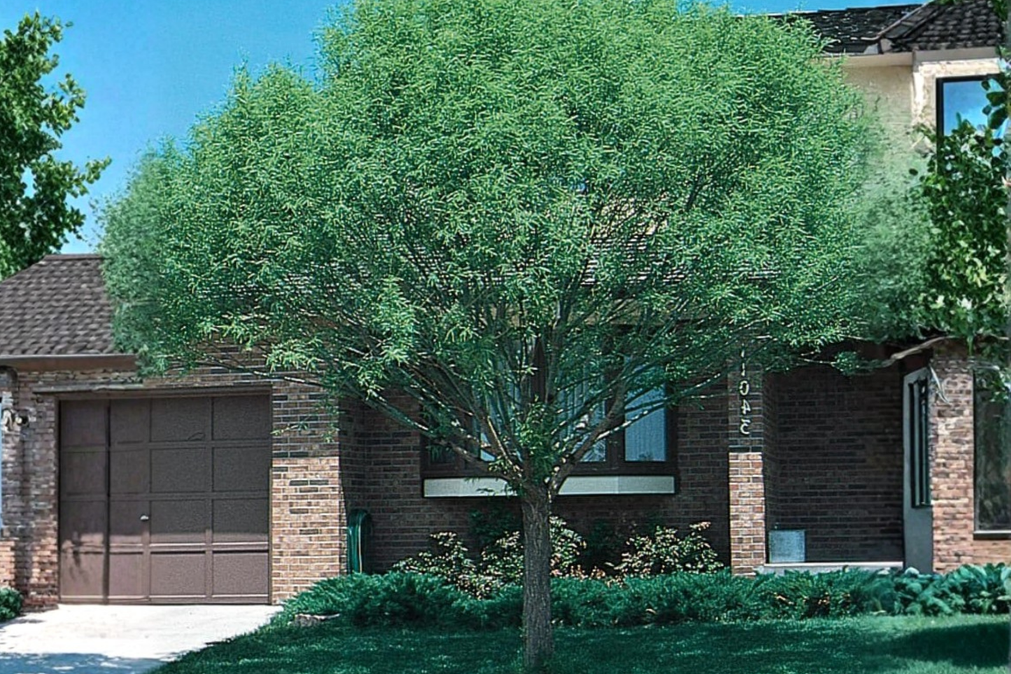 Globe Willow Tree Live Plant 4-6 Ft, Deciduous Shade Tree, Salix matsudana, Fast Growing for Landscaping & Yard Gardens