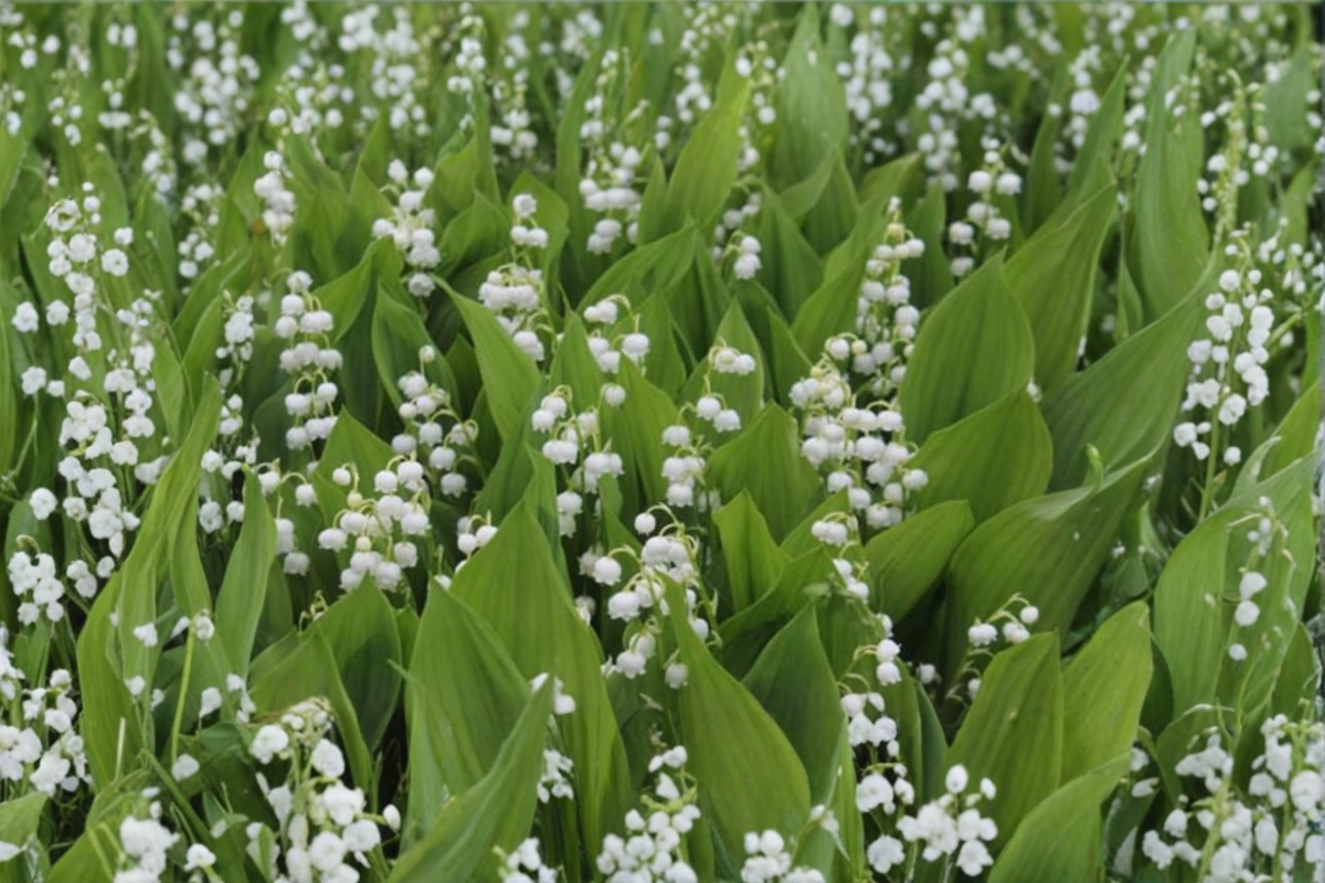 Lily of the Valley Bare Root Plants – 20 White Fragrant Ground Cover Convallaria majalis for Shade Gardens