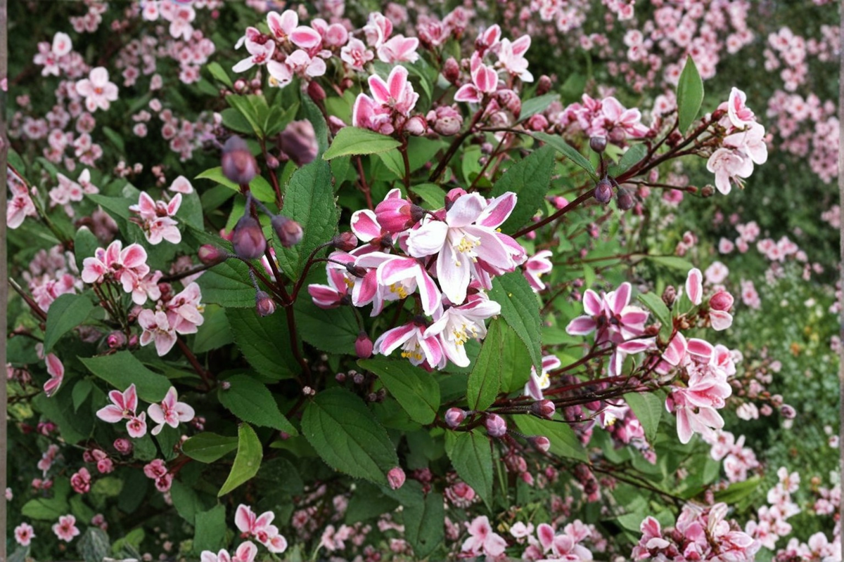 Nikko Blush Deutzia Live Plant – Pink & White Flowering Shrub, 1 Gallon, Deciduous Garden Plant, Compact, Easy Care, Deutzia crenata