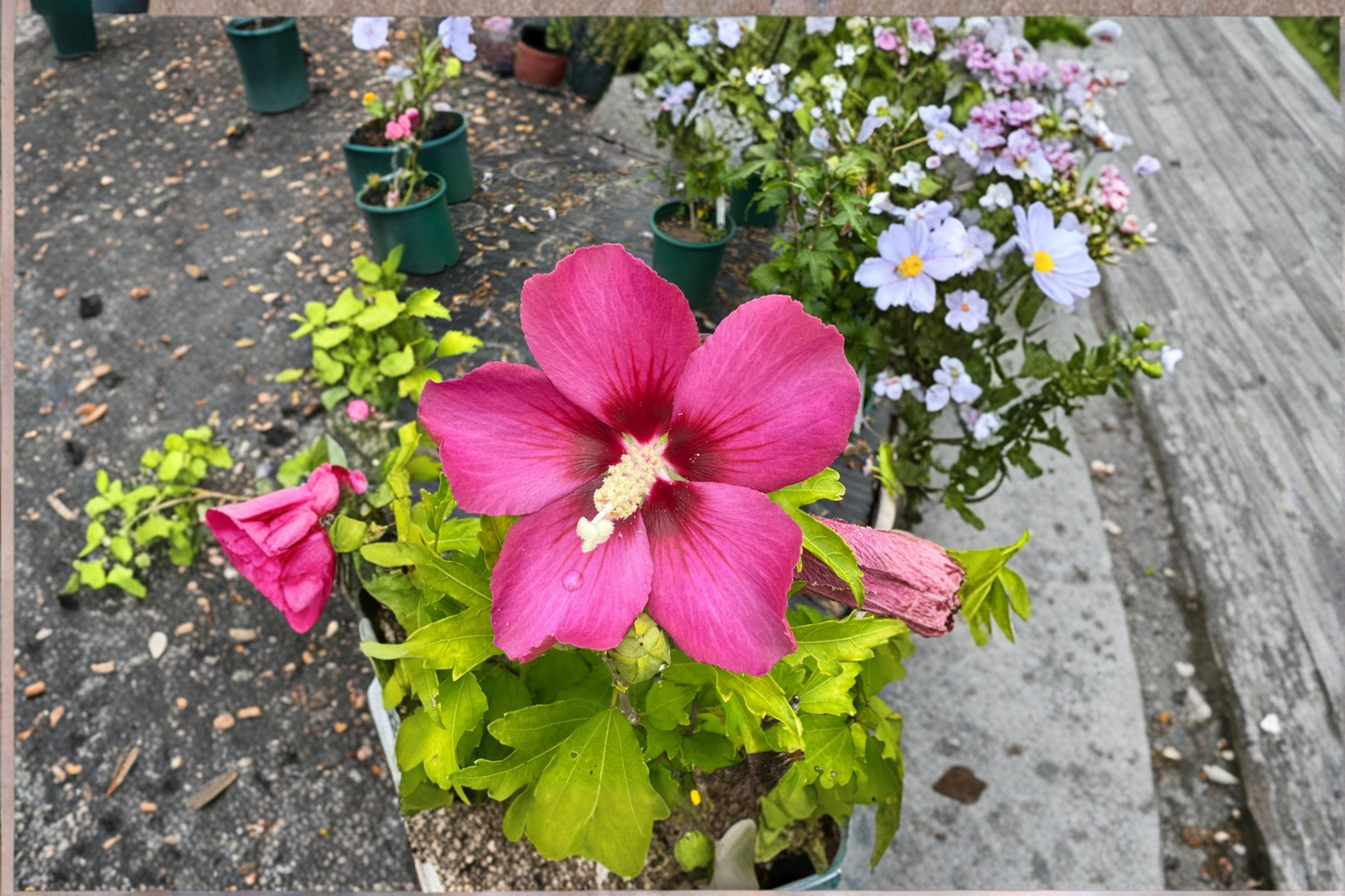 Rubis Rose of Sharon Live Plant 2 Gallon Hibiscus syriacus Red Flower Shrub Summer Bloom Garden Landscape