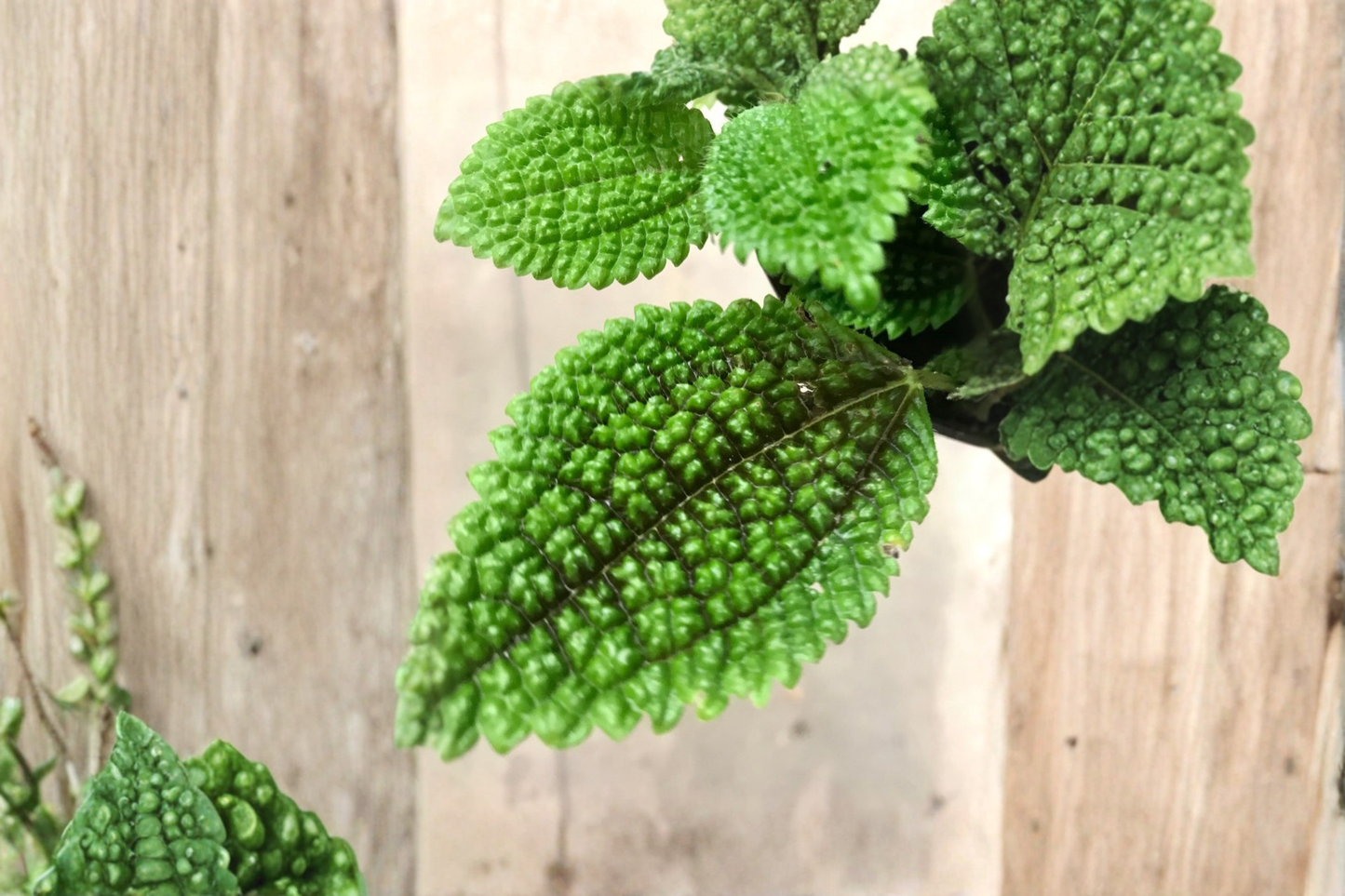 Moon Valley Friendship Plant Live Pilea Mollis Indoor Houseplant, Pet Friendly, Compact Foliage, 2.5 Inch Pot
