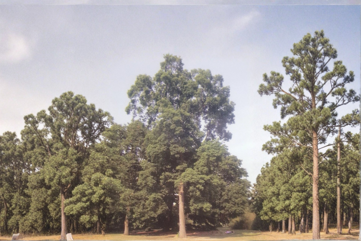 Live Jackson Pecan Tree - Paper Shell Nut Tree for Garden & Orchard, Carya illinoinensis
