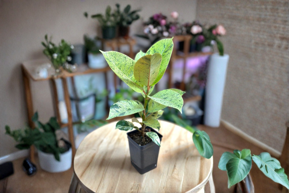 Ficus Shivereana Moonshine Live Plant, Variegated Rubber Plant, Indoor Houseplant, Starter Cutting, Tropical Ficus elastica