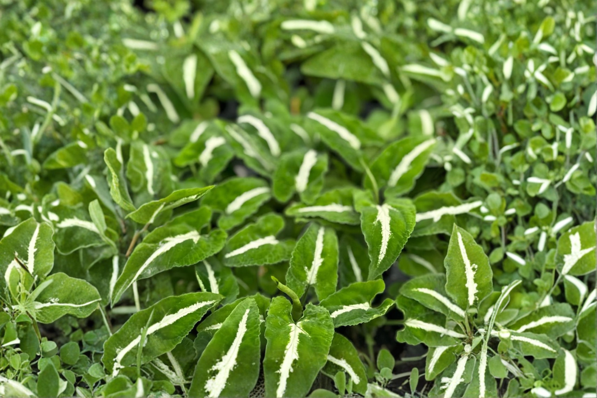 Syngonium Wendlandii Live Plant, Rare Arrowhead Tropical Houseplant in 2-Inch Pot, Dark Green Foliage with Silver Vein