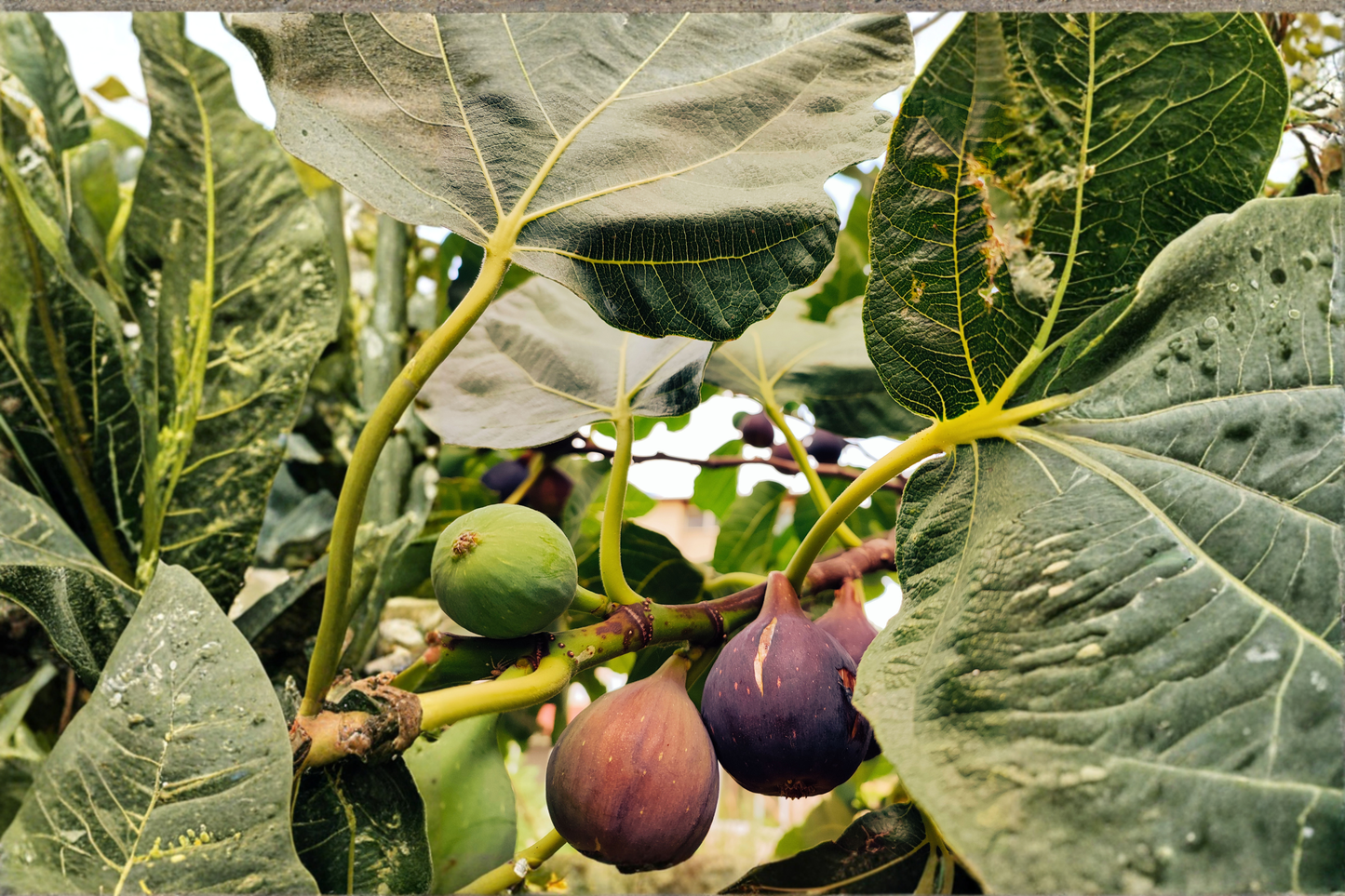 Ischia Fig Tree Live Small Starter Plant – Ficus carica – Self-Pollinating Fig