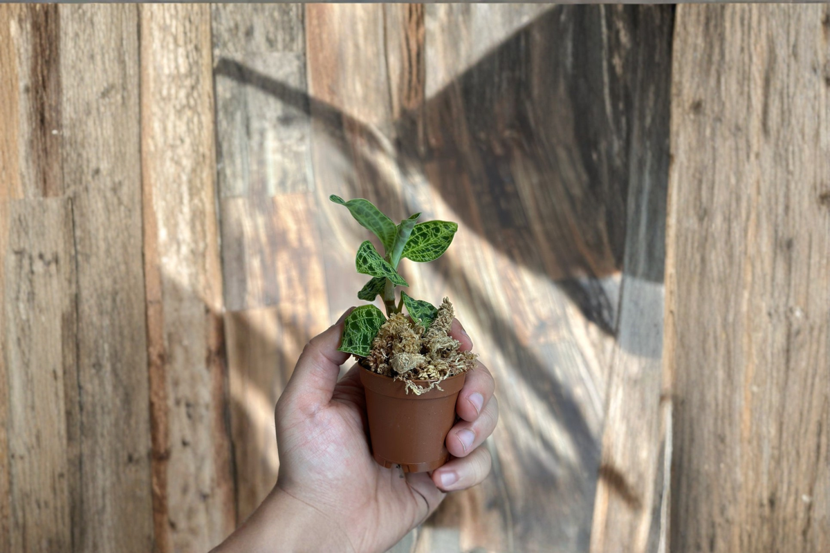 Macodes Petola Lightning Jewel Orchid Live Plant - Rare Jewel Orchid Houseplant, Compact, Green Foliage with Gold Veining