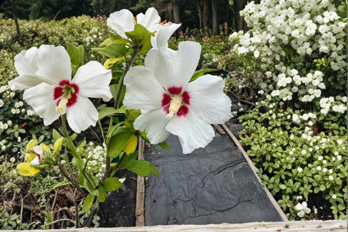 Red Heart Rose of Sharon Live Plant, 2-Gallon Hibiscus syriacus, White & Red Flowers, Deciduous Shrub for Garden & Hedges