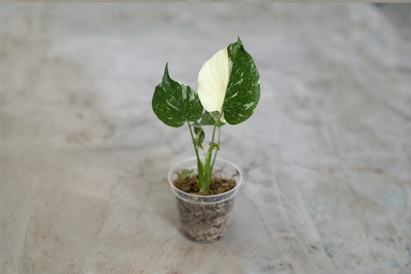 Variegated Monstera Thai Constellation Rooted Plant, Rare Aroid Houseplant, Green Cream Marbled Foliage, Indoor Tropical Plant