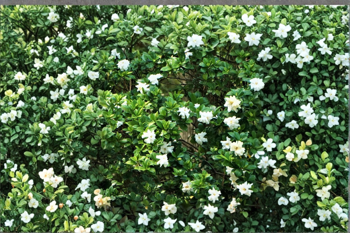 Gardenia Live Plant Bushy Flowering Shrub | Starter Cutting for Indoor & Outdoor | Fragrant White Blooms | Gardenia jasminoides