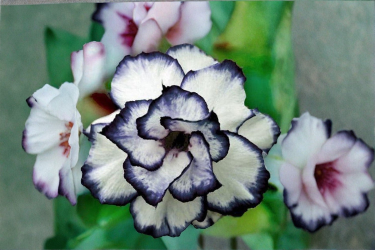Black and White Rose Seeds – 20 Seeds, Ornamental Flower Bush, Rosa spp., Outdoor Garden Plant