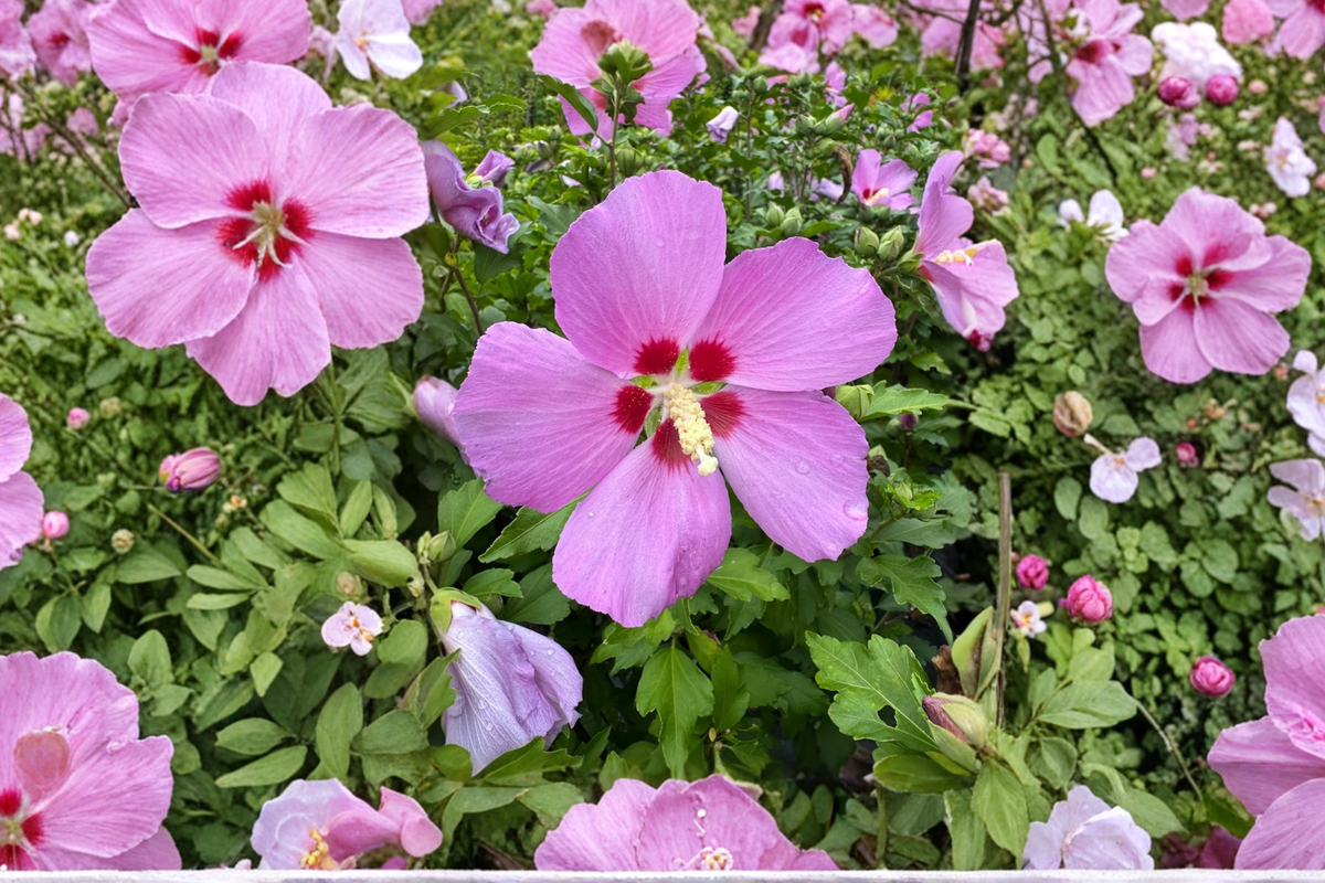 Woodbridge Rose of Sharon Live Plant – Pink Flowering Shrub, Hibiscus syriacus, 2-Gallon Pot for Garden Hedges & Borders