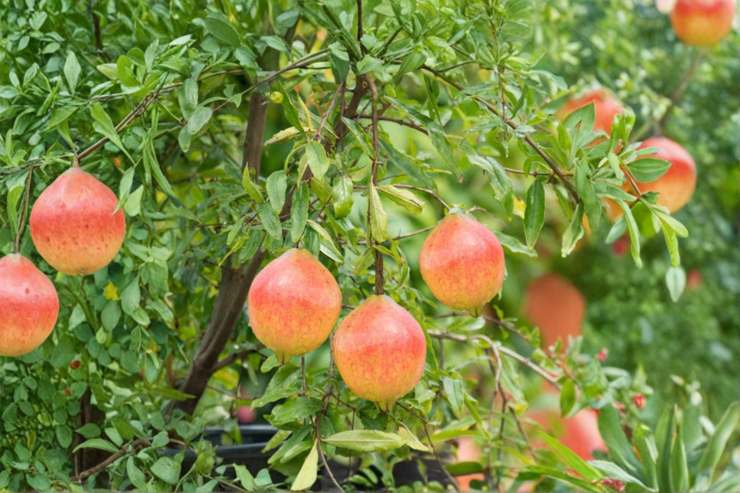 Rare Dwarf Pomegranate Bonsai Seeds 80 Pack - Punica granatum Indoor Outdoor Fruit Tree for Container Gardening