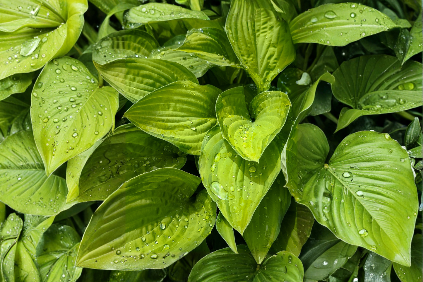 Hosta 'Age of Gold' Live Plants, 3 Rooted Starters in 1 Qt Pots, Golden Foliage, Shade Perennial Garden Plant