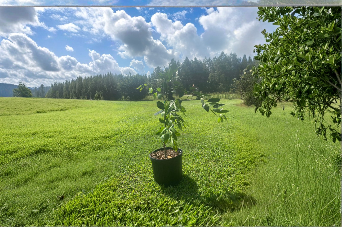 Grafted Brown Satsuma Mandarin Tree 3 Gallon Citrus Fruit Tree Evergreen Foliage Citrus unshiu