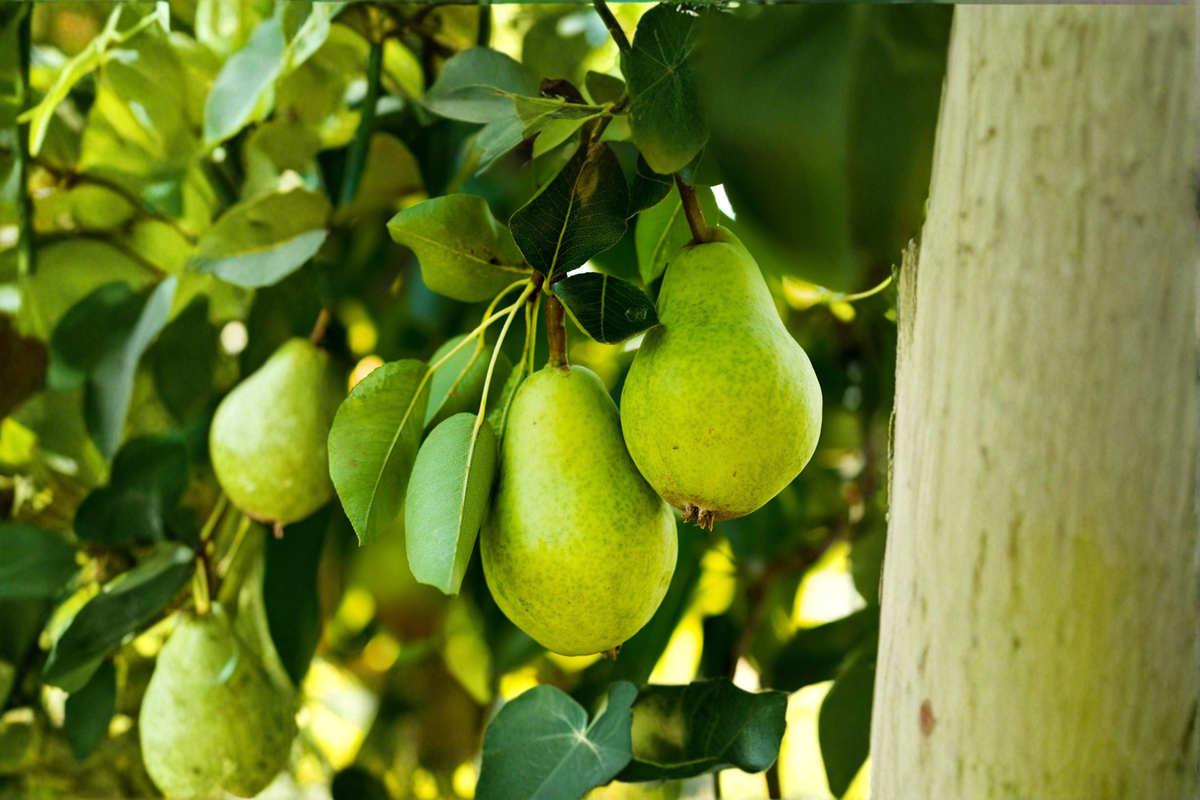 Hood Pear Tree Live Plant – 4–6 ft Deciduous Fruit Tree for Garden & Orchard, Pyrus spp., USDA Zones 8–10