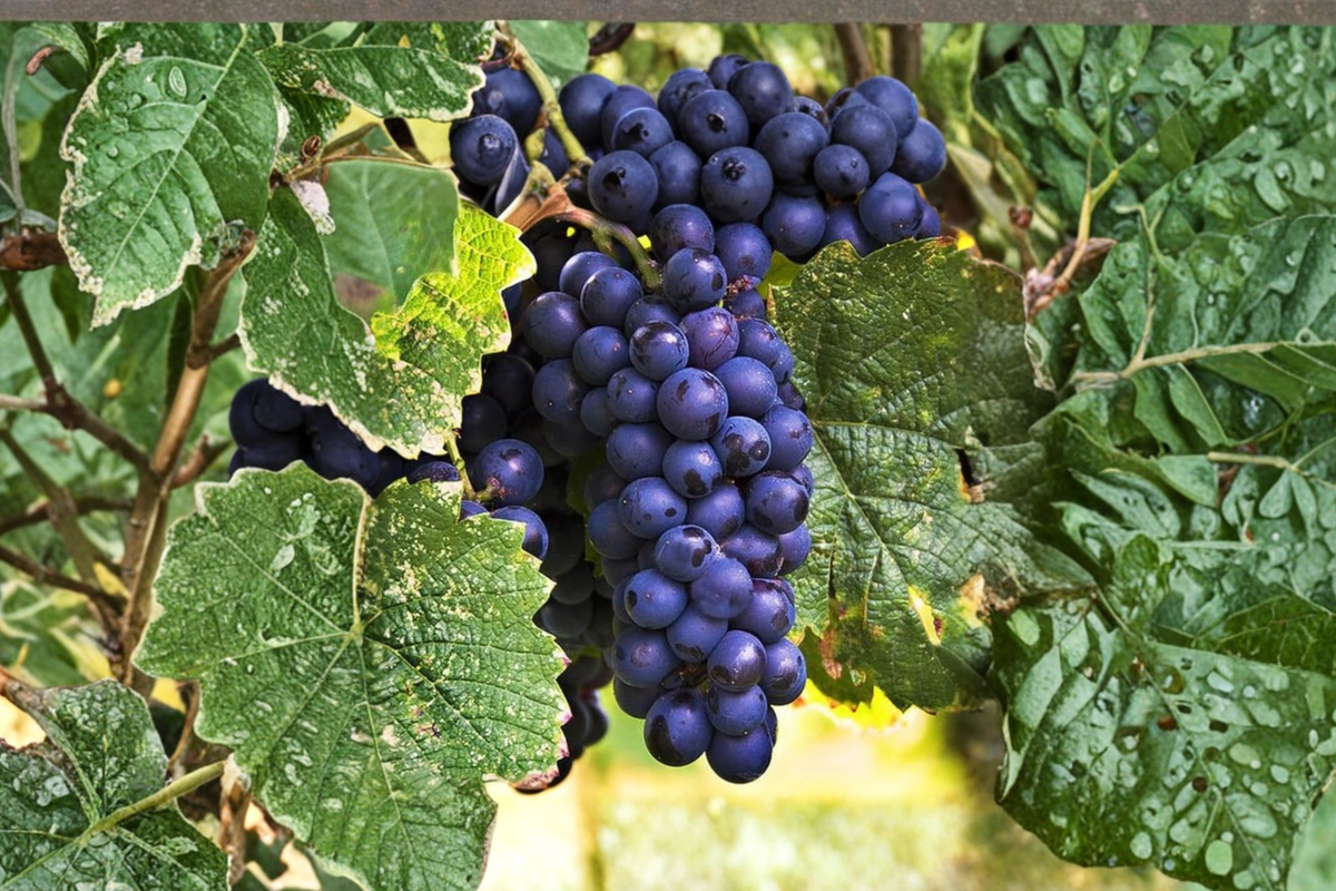 Seedless Blue Grape Vine 3 Gallon Live Plant Vitis vinifera Climbing Fruit Vine for Garden Trellis