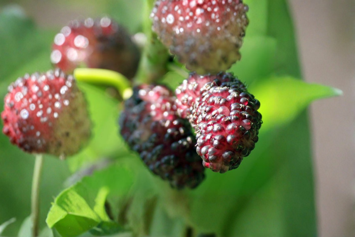 Persian Dwarf Everbearing Mulberry Tree Live Plant, 1 Gallon Pot, Compact Fruit Tree, Container-Friendly Morus nigra