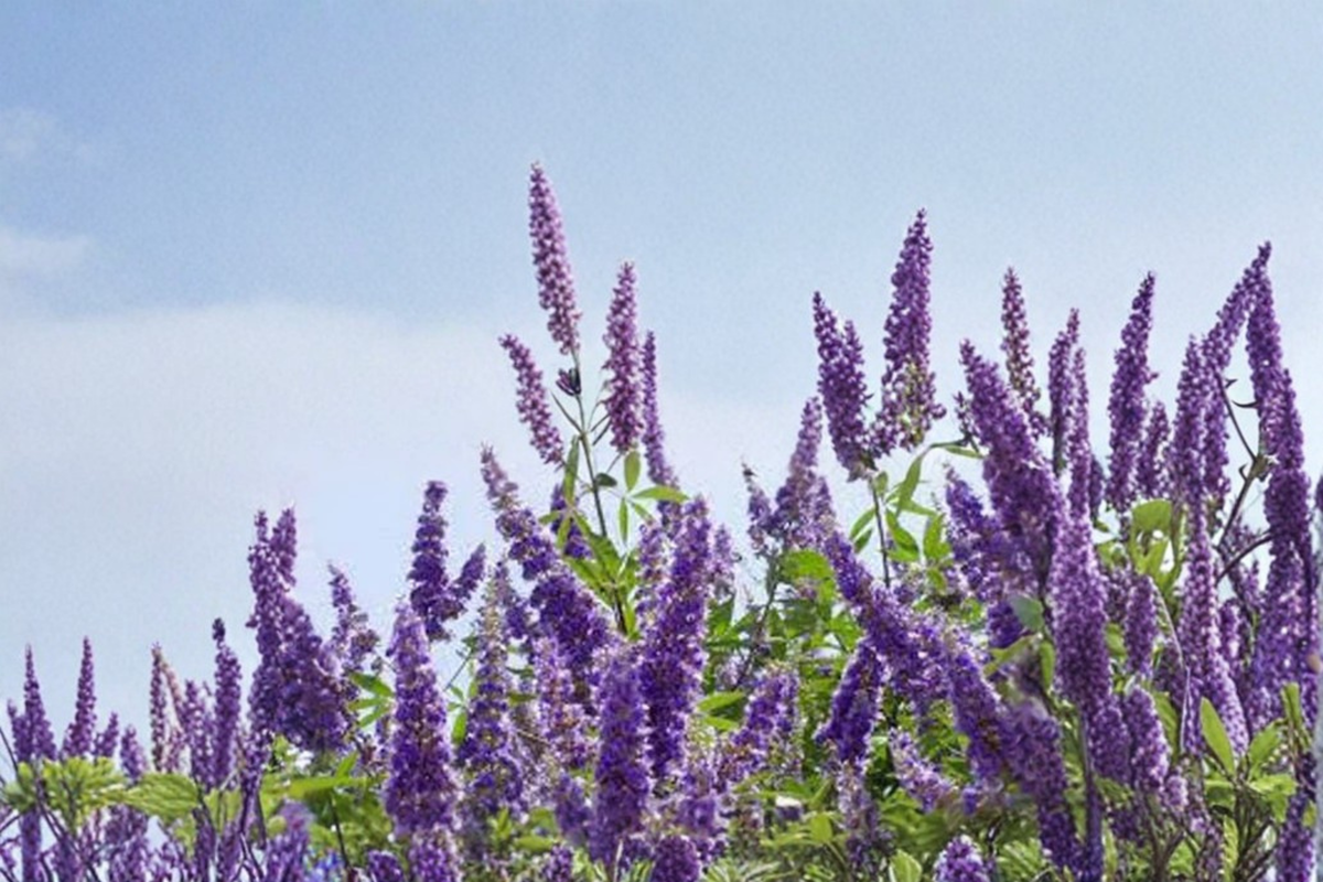 Vitex agnus-castus Shoal Creek Vitex Tree Live Plant, 3-Gallon Flowering Ornamental Tree for Garden Landscape