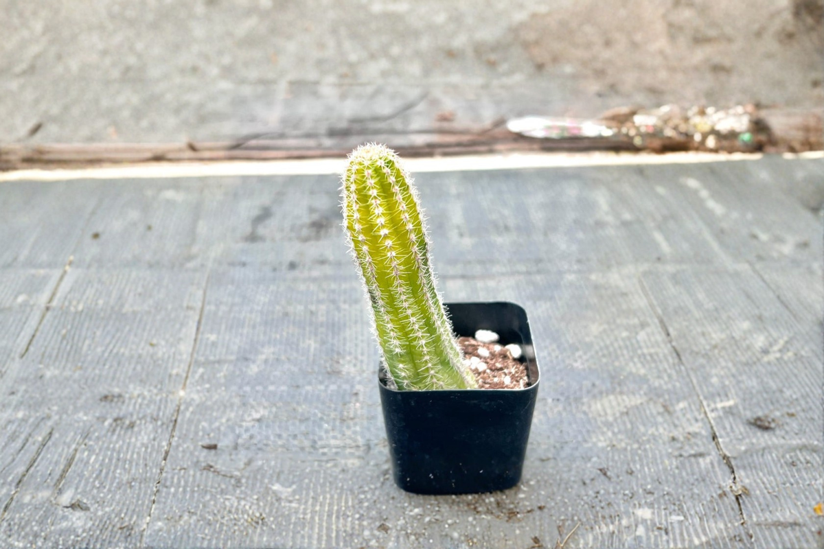 Variegated Peanut Cactus Live Succulent Plant, 2 Inch Pot, Echinopsis chamaecereus, Colorful Trailing Desert Houseplant