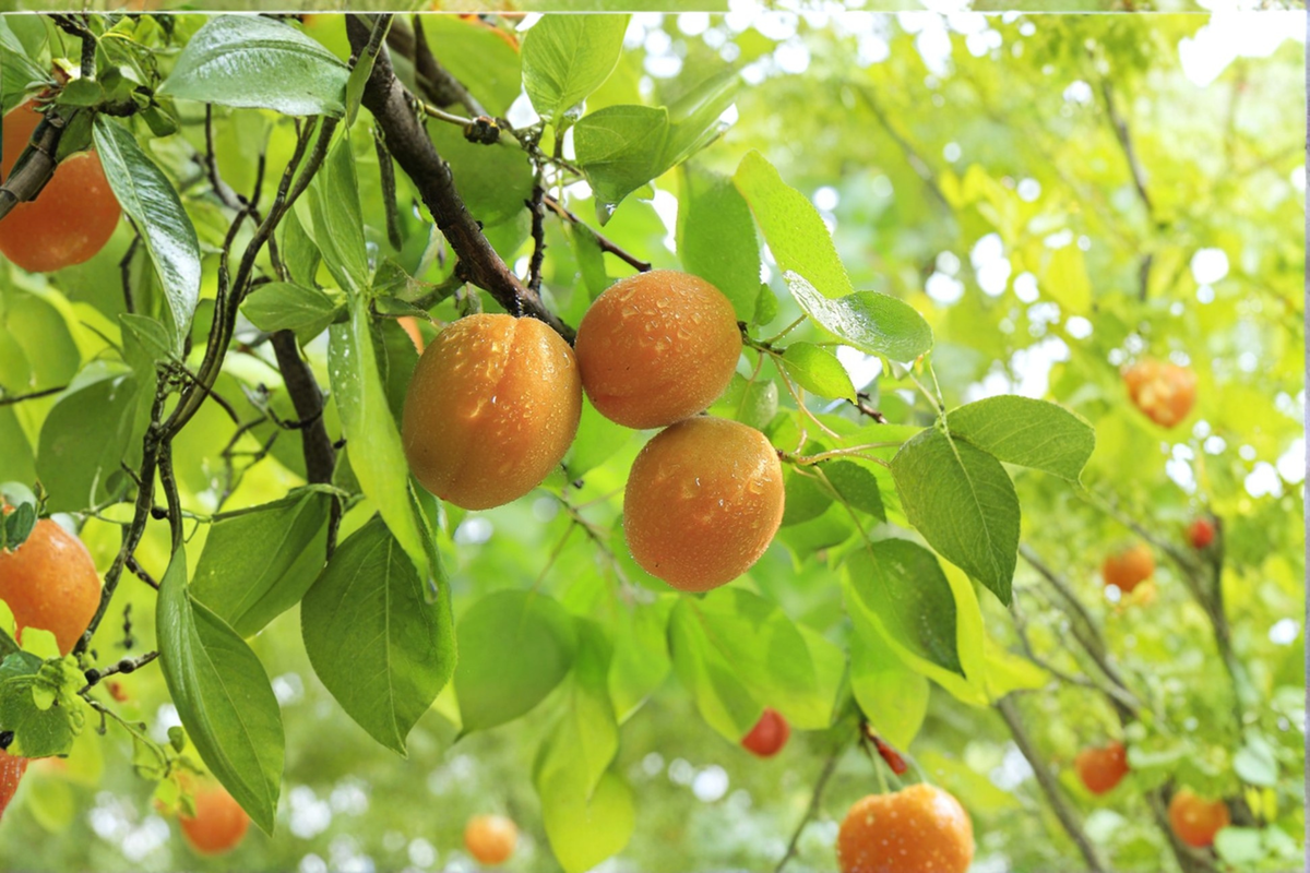 Katy Apricot Tree Live Plant 4-6 Ft Fruit Tree for Home Garden, Sweet Juicy Prunus armeniaca, Outdoor Orchard