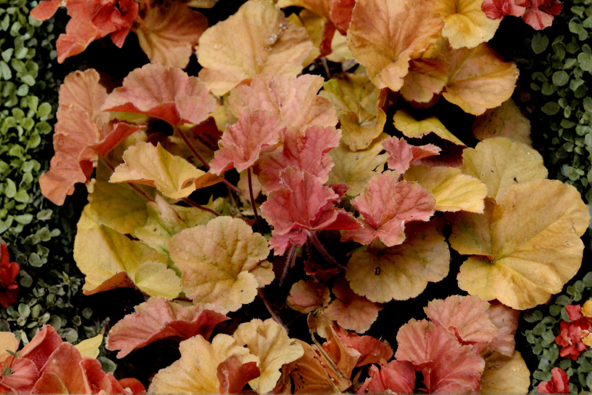 Delta Dawn Coral Bells Live Plants – 3 Rooted Starters in 1 Qt Pots, Heuchera, Colorful Foliage, Shade Perennial
