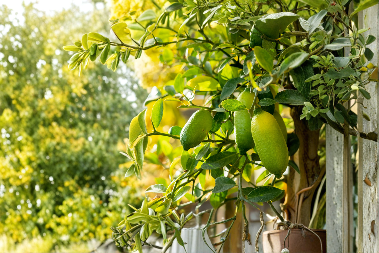 Giant Finger Lime Live Plant Citrus australasica Rare Citrus Tree for Container Garden and Citrus Collection