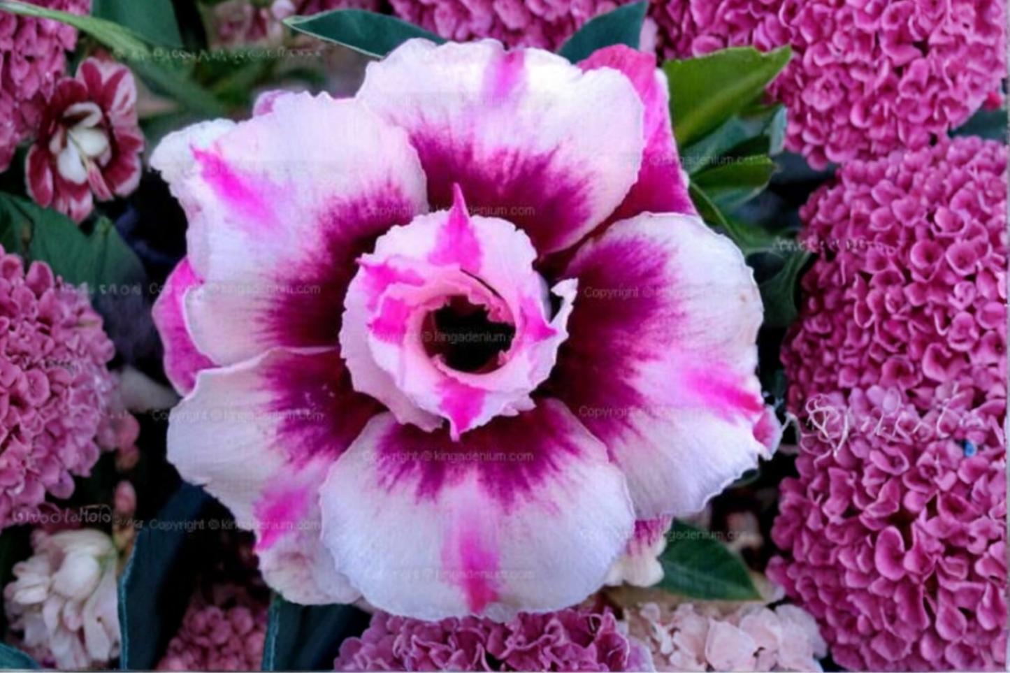 Rare Triple Crown Desert Rose Seeds | Adenium Obesum Succulent Flower Plant | Exotic Ornamental Bloom Seeds