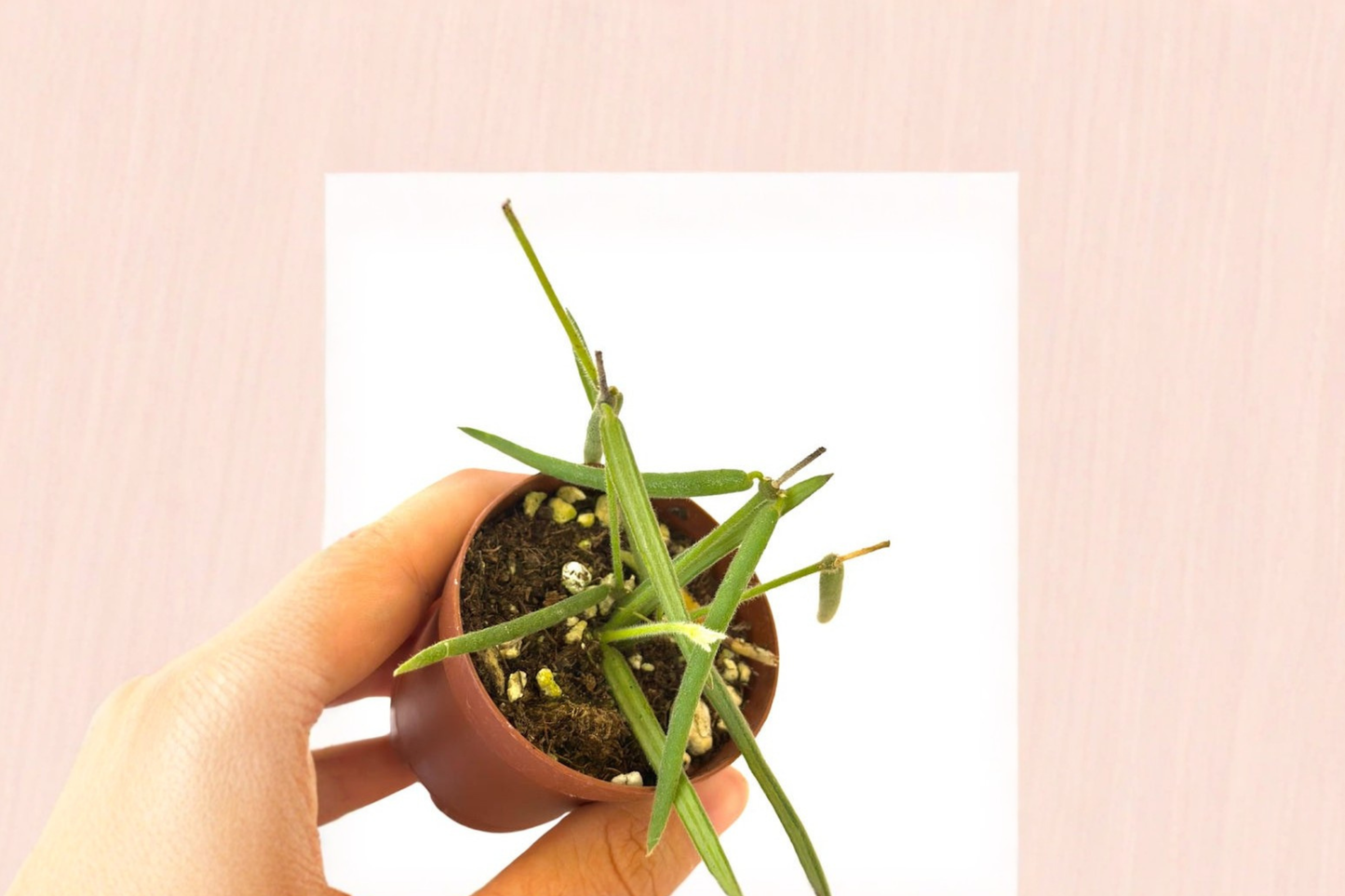 Trailing Hoya Linearis Live Plant, 2-Inch Pot, Rare Trailing Houseplant, Indoor Foliage, Tropical Houseplant, Rooted Cutting