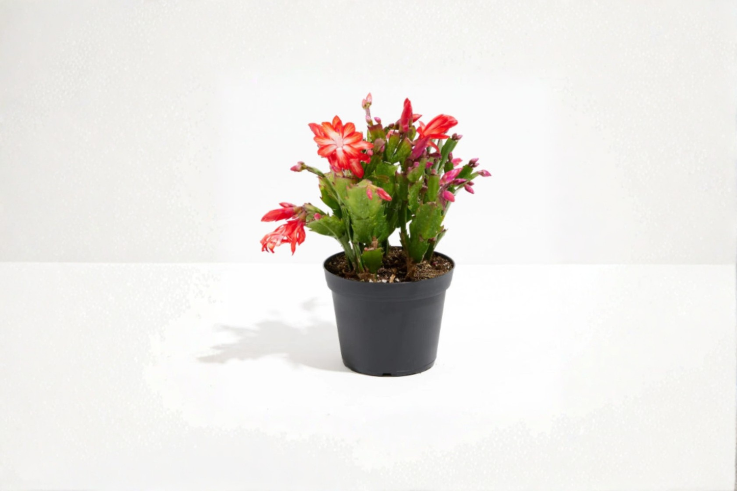 Holiday Cactus Live Plant 4-Inch Pot, Schlumbergera truncata, Blooming Succulent, Indoor DÃ©cor, Gift Plant
